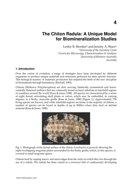 The Chiton Radula: a Unique Model for Biomineralization Studies