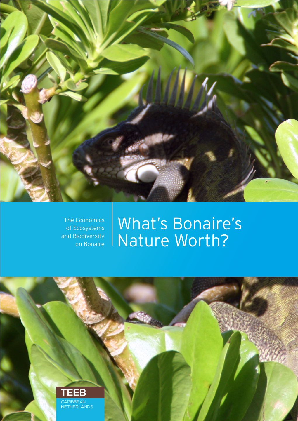 What's Bonaire's Nature Worth?