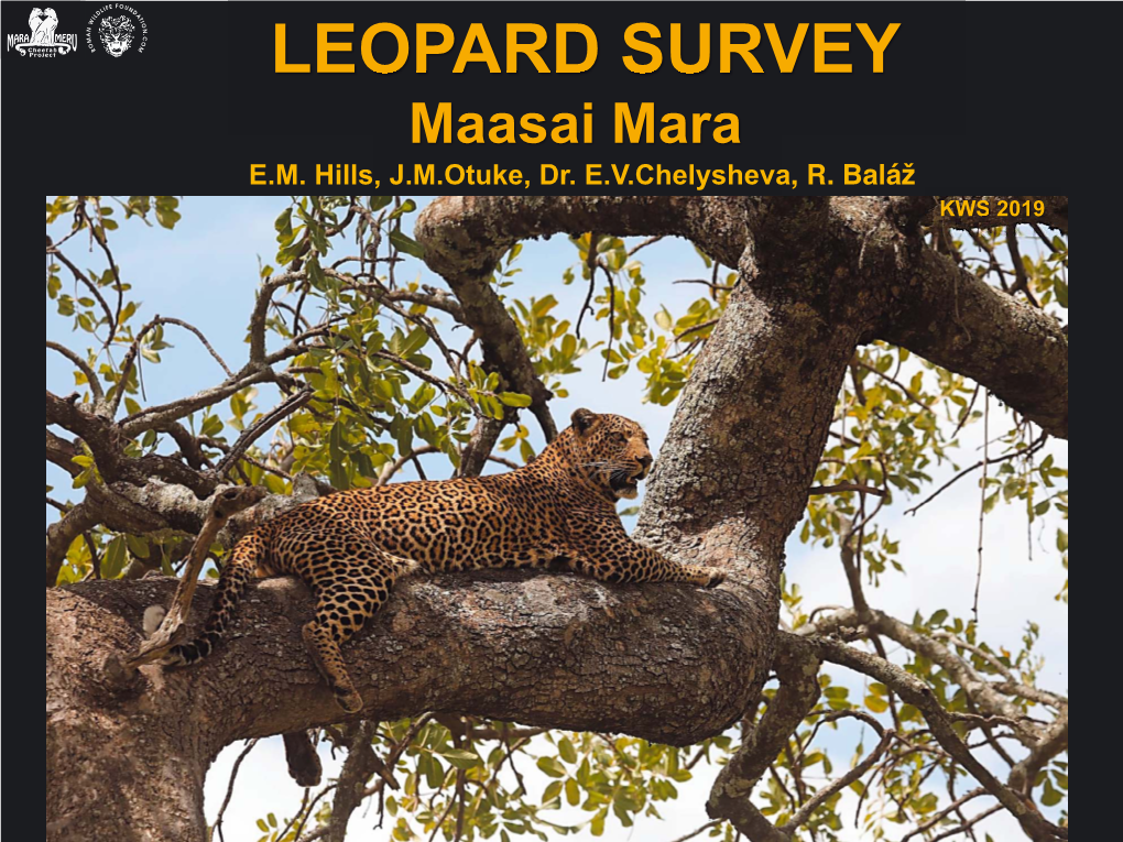 LEOPARD SURVEY Maasai Mara E.M