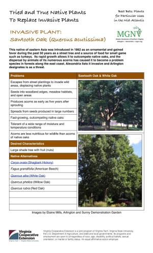 INVASIVE PLANT: Sawtooth Oak (Quercus Acutissima)