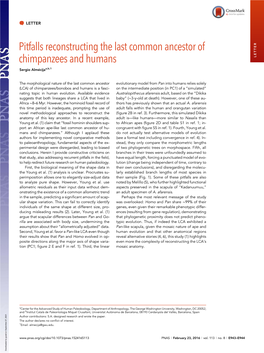 Pitfalls Reconstructing the Last Common Ancestor of Chimpanzees and Humans LETTER Sergio Almécijaa,B,1