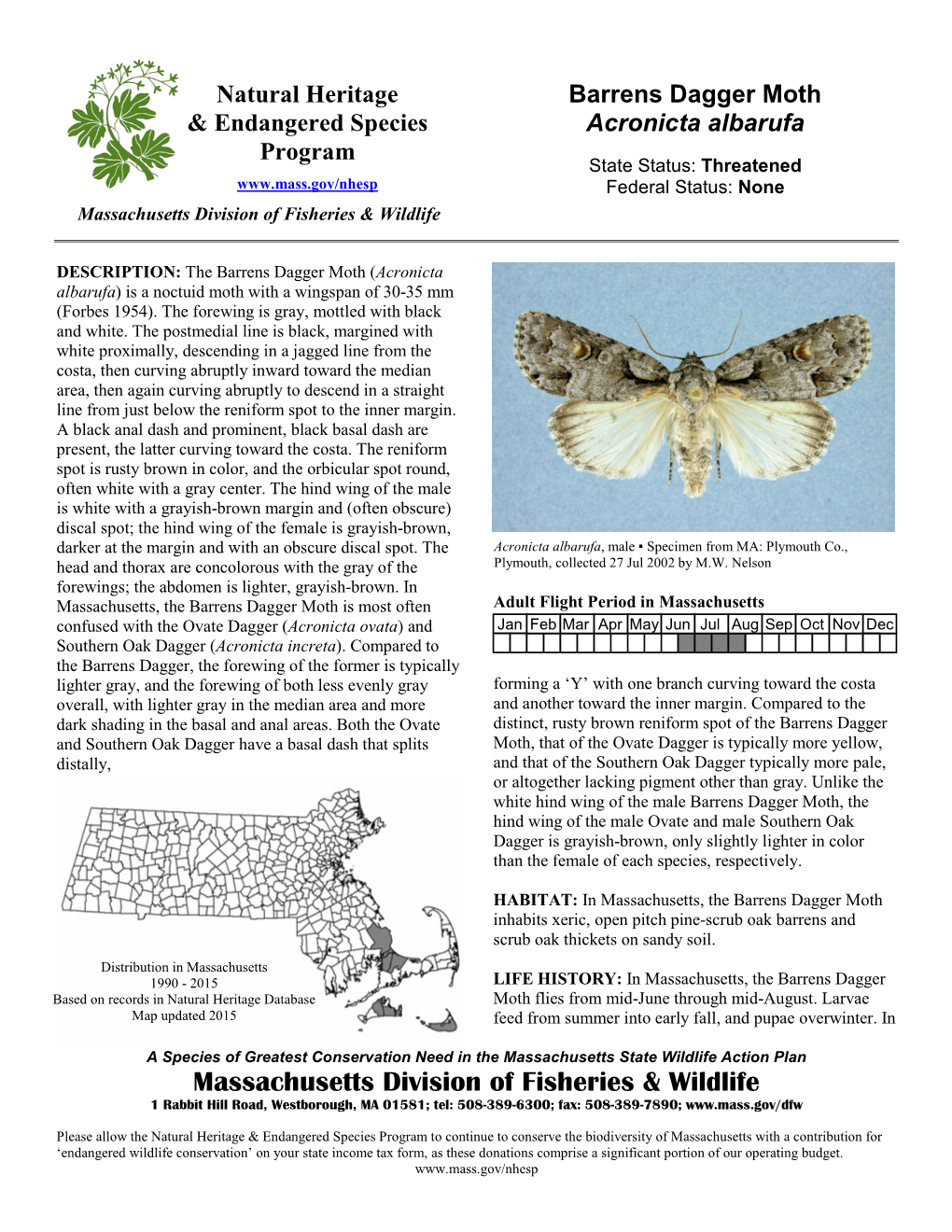 Barrens Dagger Moth, Acronicta Albarufa