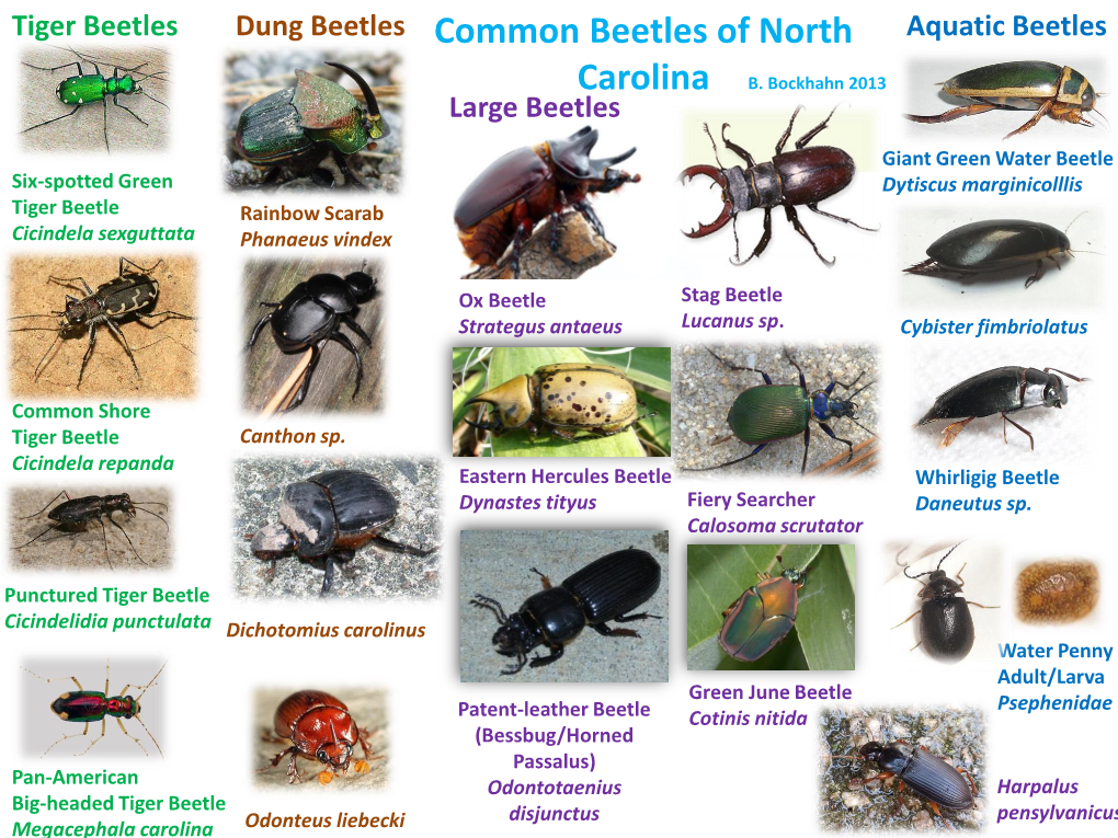 Common Beetles of North Carolina