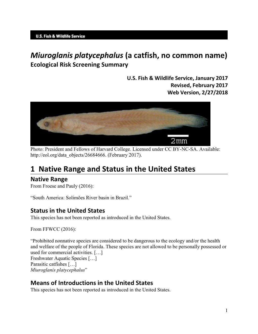 Miuroglanis Platycephalus (A Catfish, No Common Name) Ecological Risk Screening Summary