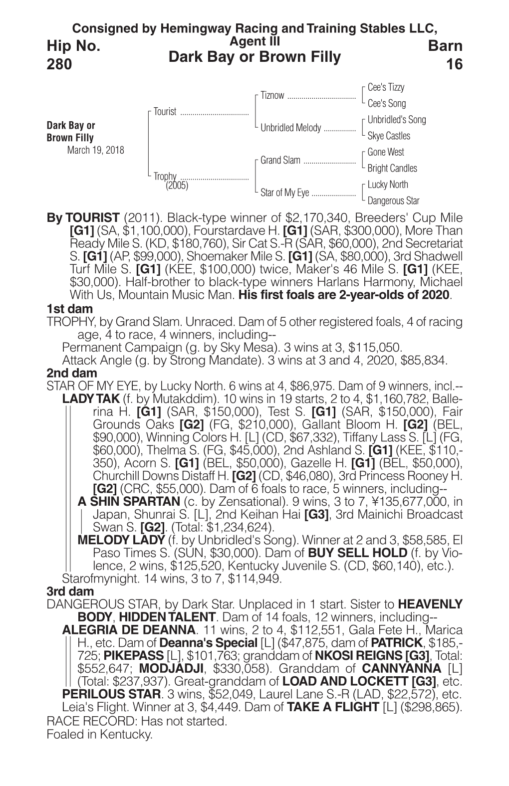 Dark Bay Or Brown Filly Barn 16 Hip No