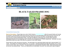 Black-Tailed Prairie Dog (BTPD)