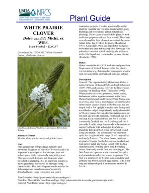 White Prairie Clover Is a Perennial, Warm Season, Herbaceous, Native Legume Common in the Great Plains (Stubbendieck and Conard 1989)