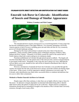 Emerald Ash Borer in Colorado - Identification of Insects and Damage of Similar Appearance