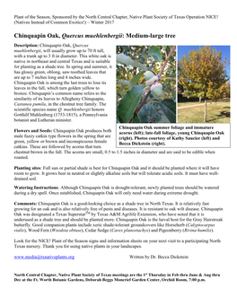Chinquapin Oak, Quercus Muehlenbergii: Medium-Large Tree