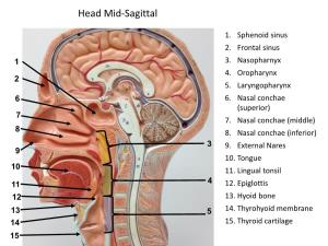 Head Mid-Sagittal