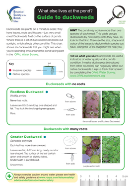 746 OPAL Guide to Duckweeds 19/11/2013 12:37 Page 1
