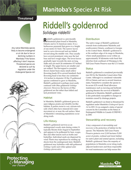 Riddell's Goldenrod
