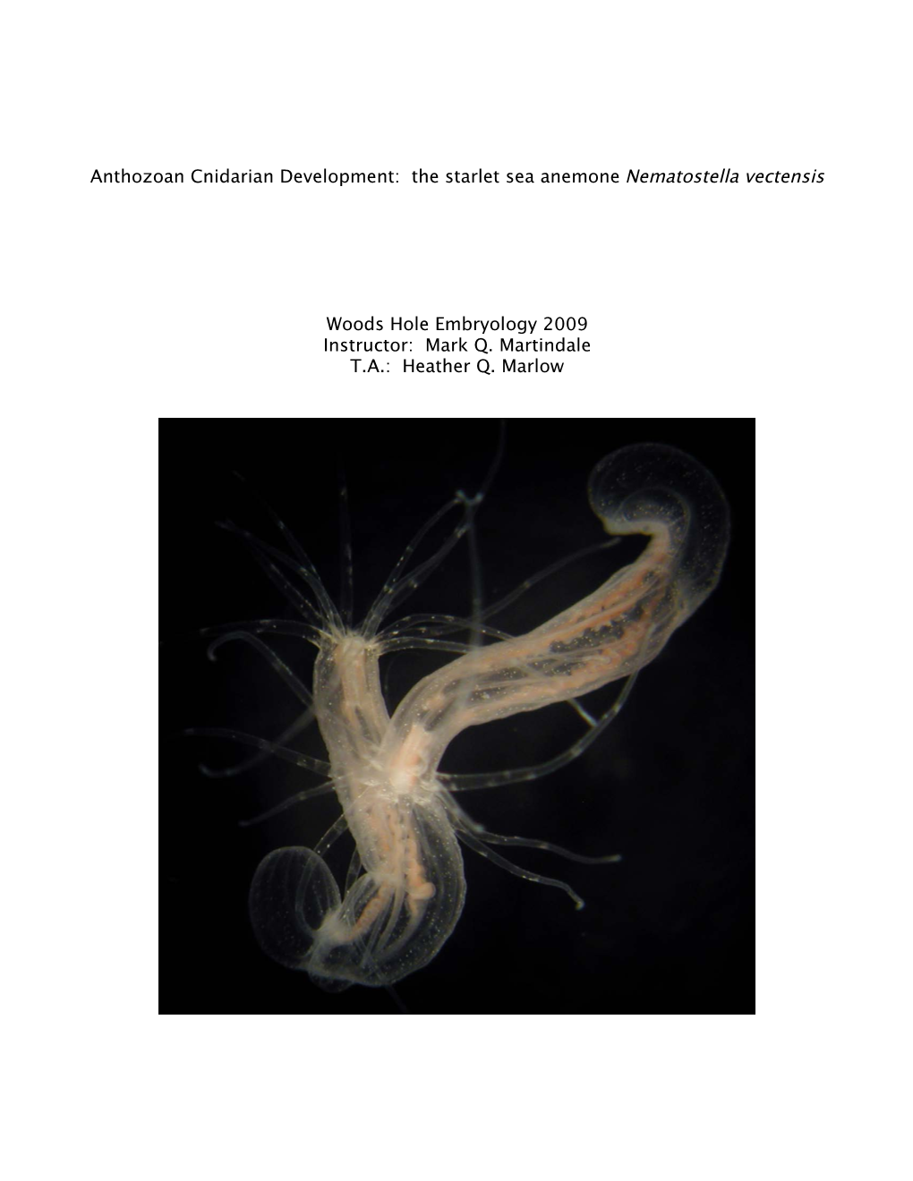 Anthozoan Cnidarian Development: the Starlet Sea Anemone Nematostella Vectensis