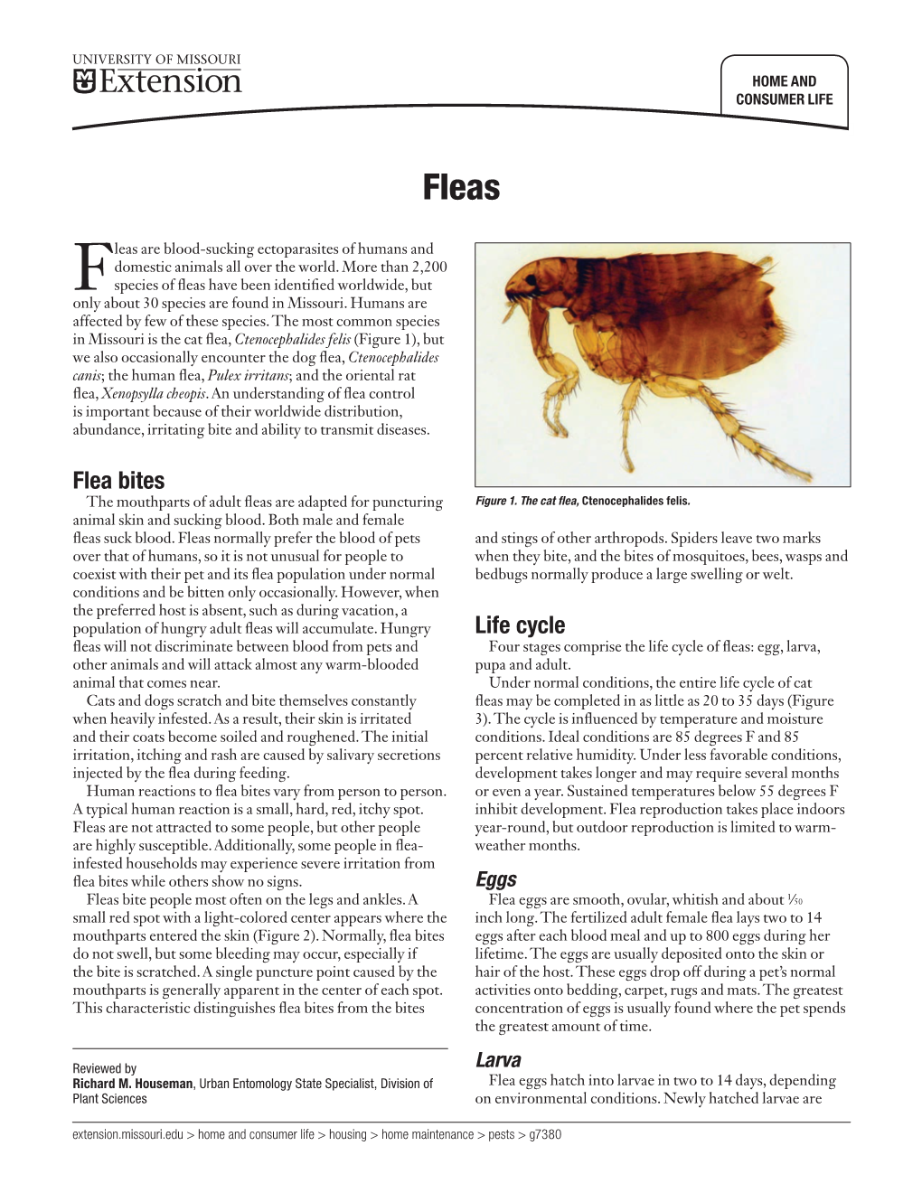 Flea Bites Life Cycle