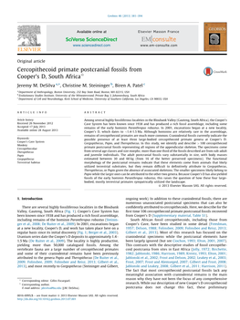 Cercopithecoid Primate Postcranial Fossils from Cooper's D, South Africa