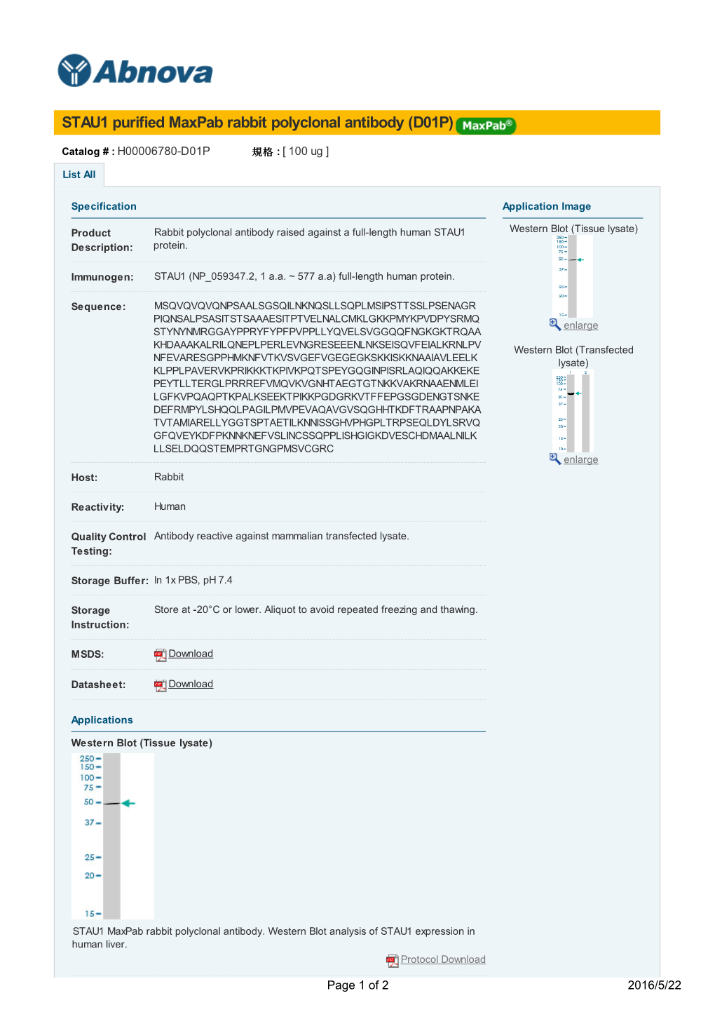 STAU1 Purified Maxpab Rabbit Polyclonal Antibody (D01P)