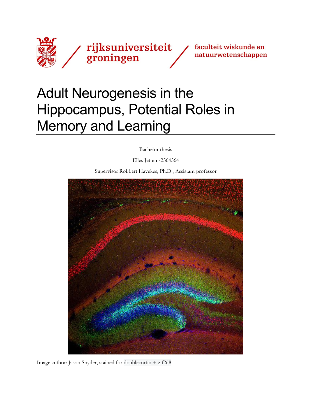 Adult Neurogenesis in the Hippocampus, Potential Roles in Memory and Learning