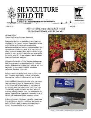 Protect Oak Tree Seedlings from Browsing Using Paper Bud Caps