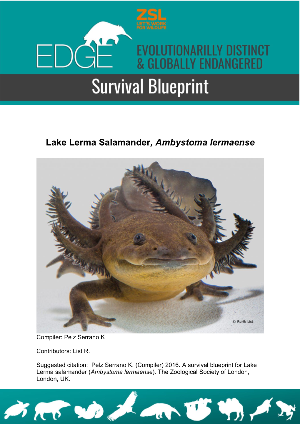 Lake Lerma Salamander, Ambystoma Lermaense