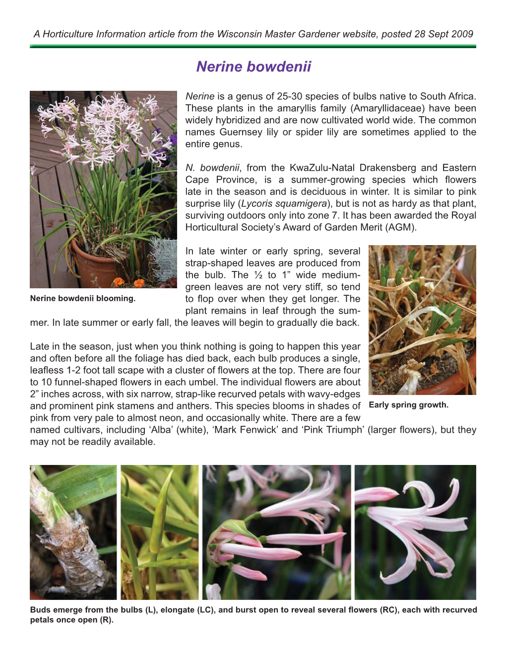 Nerine Bowdenii