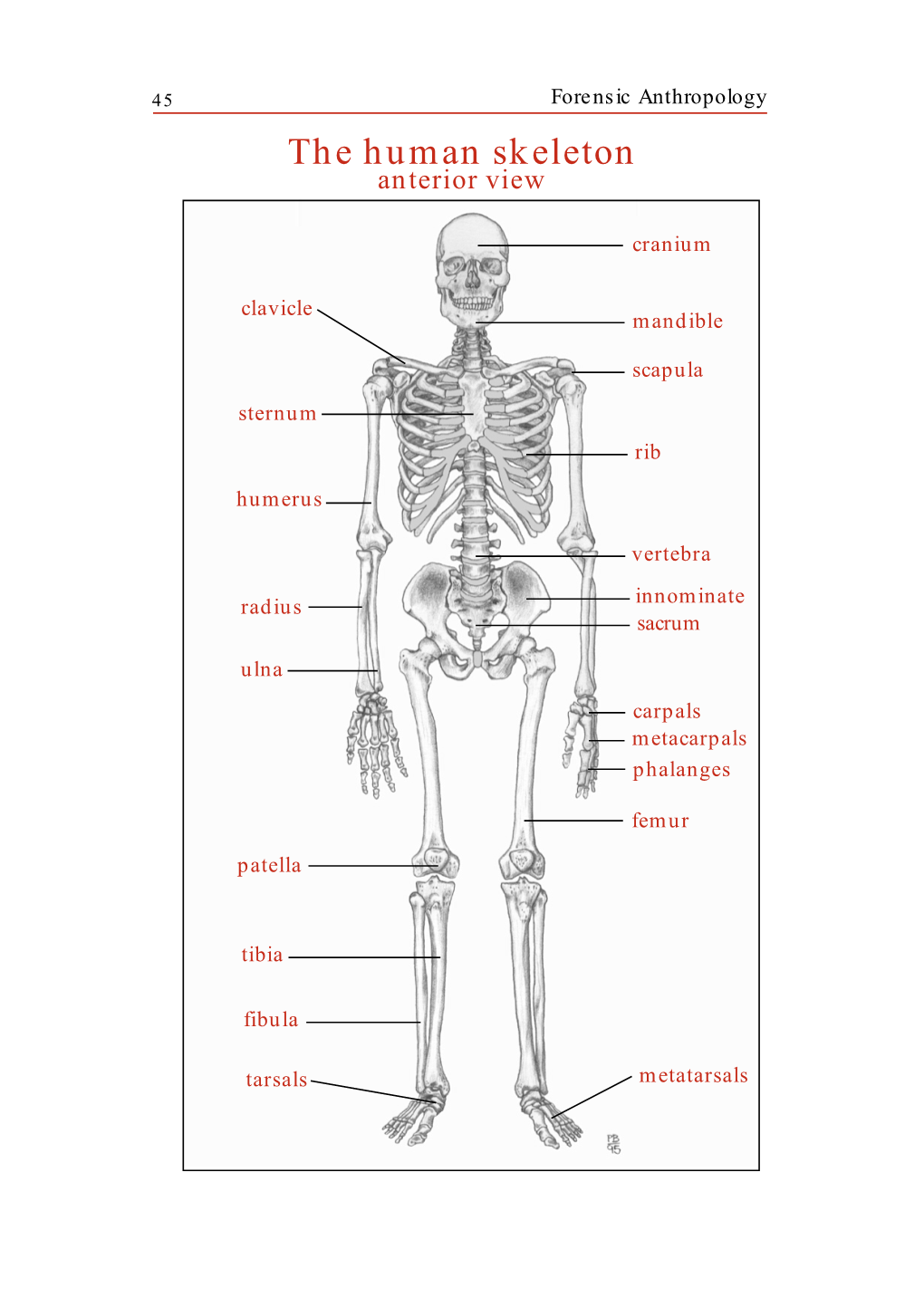 The Human Skeleton Anterior View