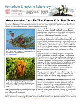 Gymnosporangium Rusts: the Three Common Cedar Rust Diseases There Are 36 Species of the Genus Gymnosporangium That Are Known in North America