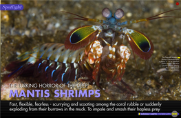 MANTIS SHRIMPSSHRIMPS Fast, Flexible, Fearless - Scurrying and Scooting Among the Coral Rubble Or Suddenly Exploding from Their Burrows in the Muck