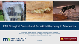EAB Biological Control and Parasitoid Recovery in Minnesota