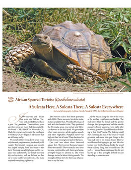 A Sulcata Here, a Sulcata There, a Sulcata Everywhere Text and Photography by Dave Friend, President, CTTC, Santa Barbara-Ventura Chapter