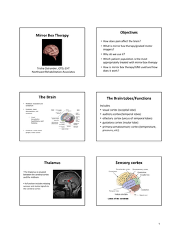 The Brain Sensory Cortex