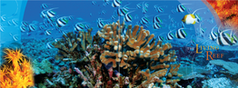Living Reef Gives Our Islands Life