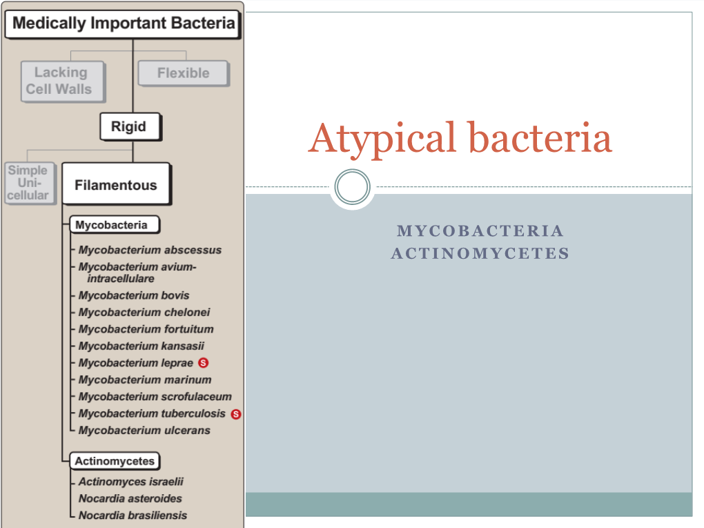 L13 Atypical Bacteria