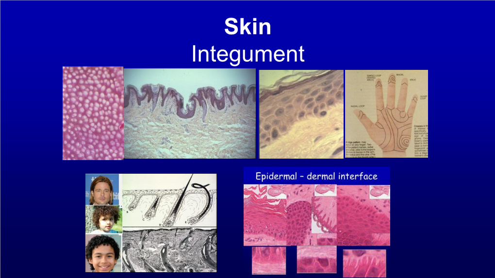 Skin Integument Objectives to Gain a Greater Appreciation of the Diversity of Functions of Skin