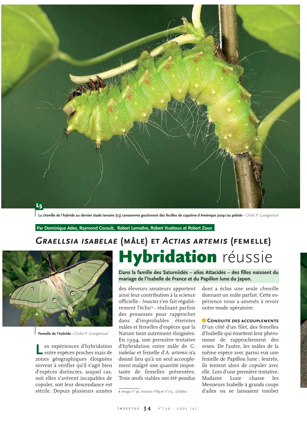 Hybridation De Papillons / Insectes N°