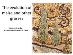 Grass Classification and Morphology