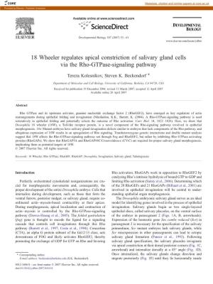 18 Wheeler Regulates Apical Constriction of Salivary Gland Cells Via the Rho-Gtpase-Signaling Pathway ⁎ Tereza Kolesnikov, Steven K