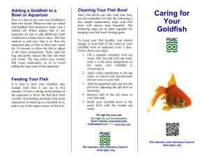 Caring for Your Goldfish