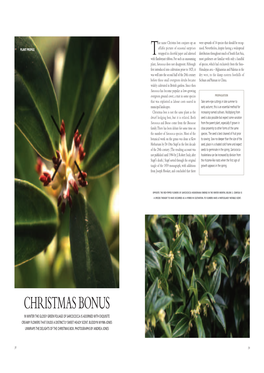 Christmas Bonus in Winter the Glossy Green Foliage of Sarcococca Is Adorned with Exquisite Creamy Flowers That Exude a Distinctly Sweet Heady Scent