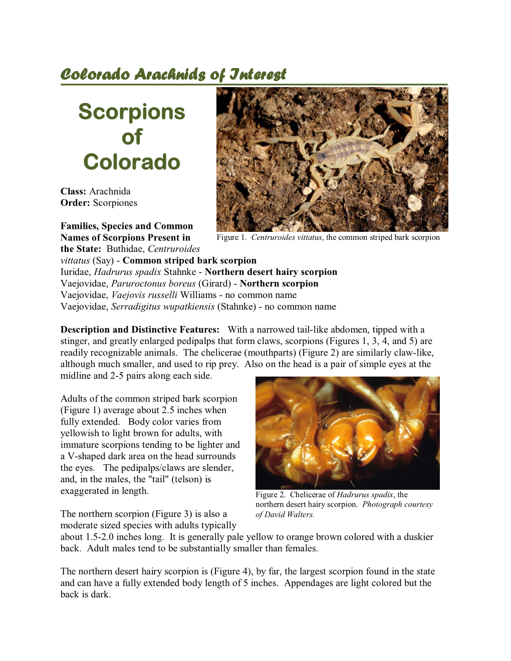 Scorpions of Colorado