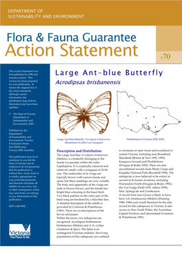 Large Ant-Blue Butterfly (Acrodipsas Brisbanensis)
