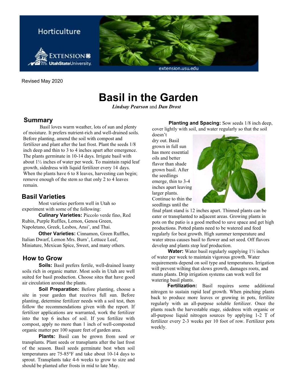 Basil in the Garden Lindsay Pearson and Dan Drost