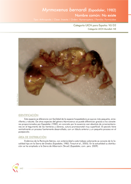 Myrmoxenus Bernardi (Espadaler, 1982) Nombre Común: No Existe Tipo: Arthropoda / Clase: Insecta / Orden: Hymenoptera / Familia: Formicidae