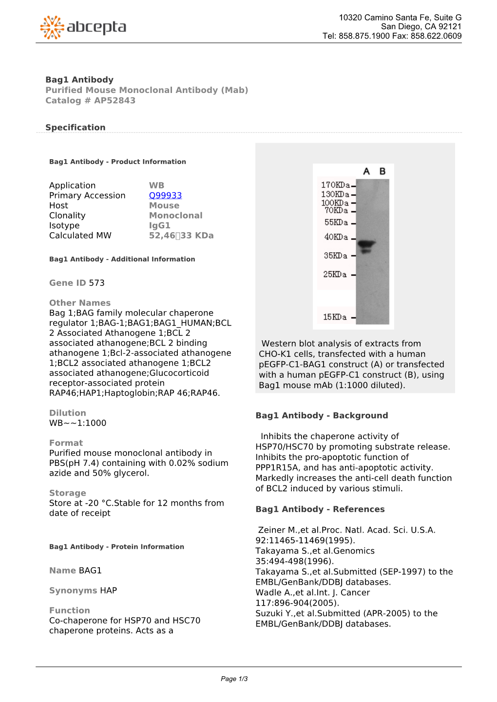 Bag1 Antibody Purified Mouse Monoclonal Antibody (Mab) Catalog # AP52843