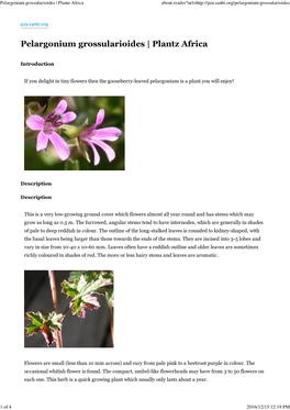 Pelargonium Grossularioides | Plantz Africa About:Reader?Url=
