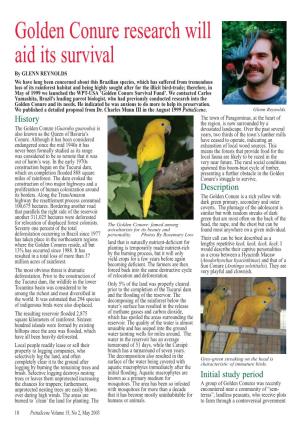 Golden Conure Research Will Aid Its Survival