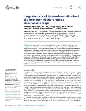 Large Domains of Heterochromatin Direct the Formation of Short Mitotic