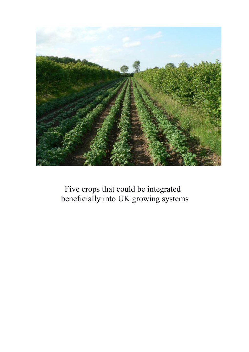 Five Crops That Could Be Integrated Beneficially Into UK Growing Systems This Document Has Been Written with the Help of Many People