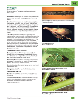 Treehoppers Several Species Order Hemiptera, Family Membracidae; Treehoppers Native Pests