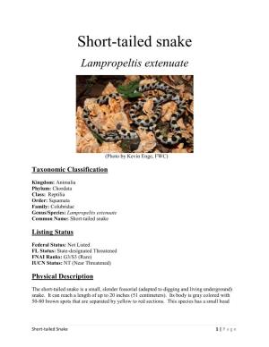 Short-Tailed Snake