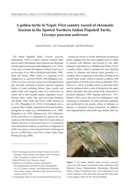 A Golden Turtle in Nepal: First Country Record of Chromatic Leucism in the Spotted Northern Indian Flapshell Turtle, Lissemys Punctata Andersoni